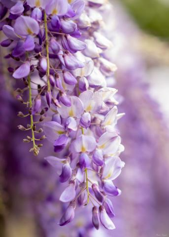 Una cascata viola