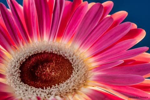 Gerbera