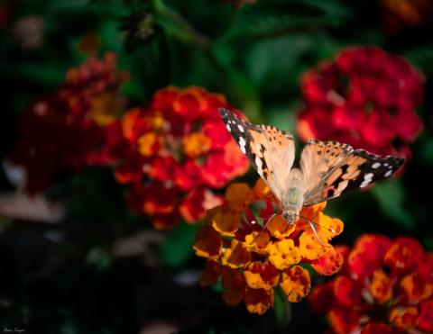 Vanessa cardui in posa